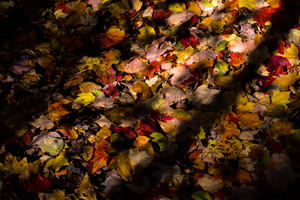 DSCF9715