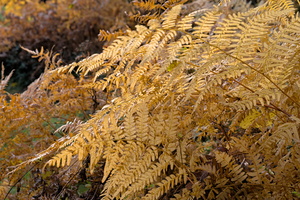 DSCF0138