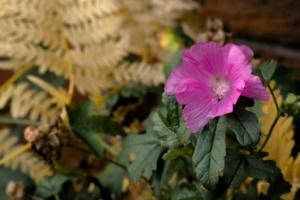 DSCF0135