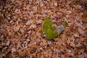 DSCF0785 01