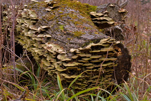 DSCF0806 01