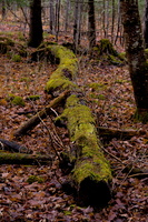 DSCF1265