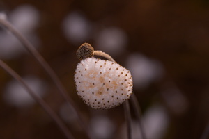 DSCF1542 01