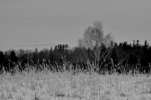 DSCF2182