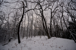 Sinuous trees at the summit of the Lidtkie hill just north of the farmhouse