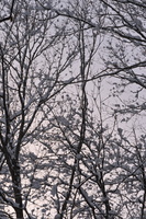 DSCF2923