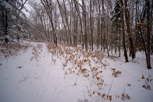 DSCF2819
