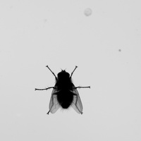 DSCF3288