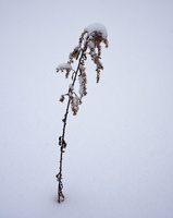 DSCF4115