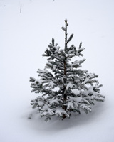 DSCF4054