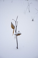 DSCF4043