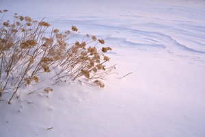 DSCF4616 01