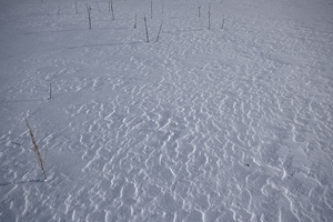 DSCF5033 01