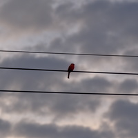 DSCF5294