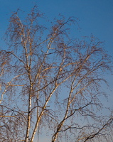 DSCF5969