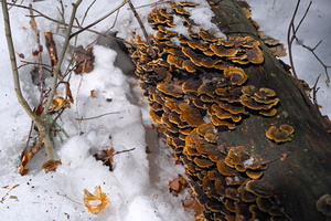 DSCF6715