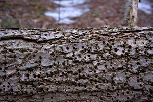 DSCF7436