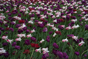 DSCF8502