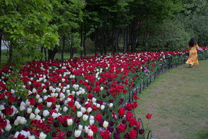 DSCF8513