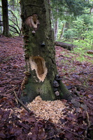 DSCF8795