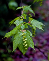 DSCF8703