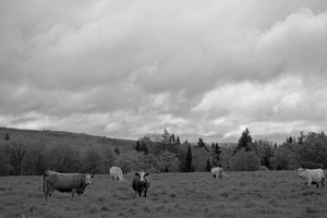 DSCF8956