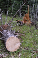 DSCF8983