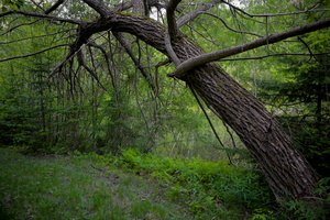 DSCF9204
