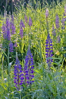 DSCF9451