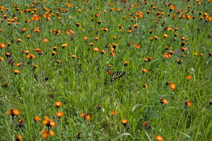 DSCF9639
