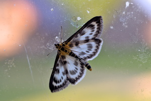 DSCF9673 03