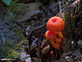 DSCF0398 01